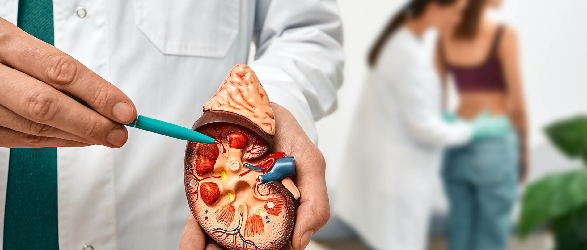 Are Healthy Kidneys and Water Quality Linked?