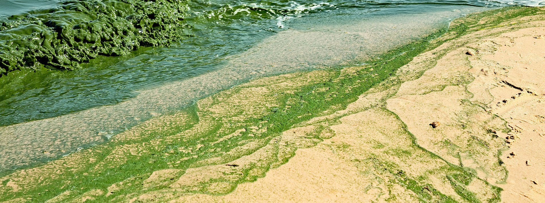 Harmful Algal Blooms Growing Seaside